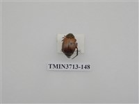 藏品(金龜子科)的圖片